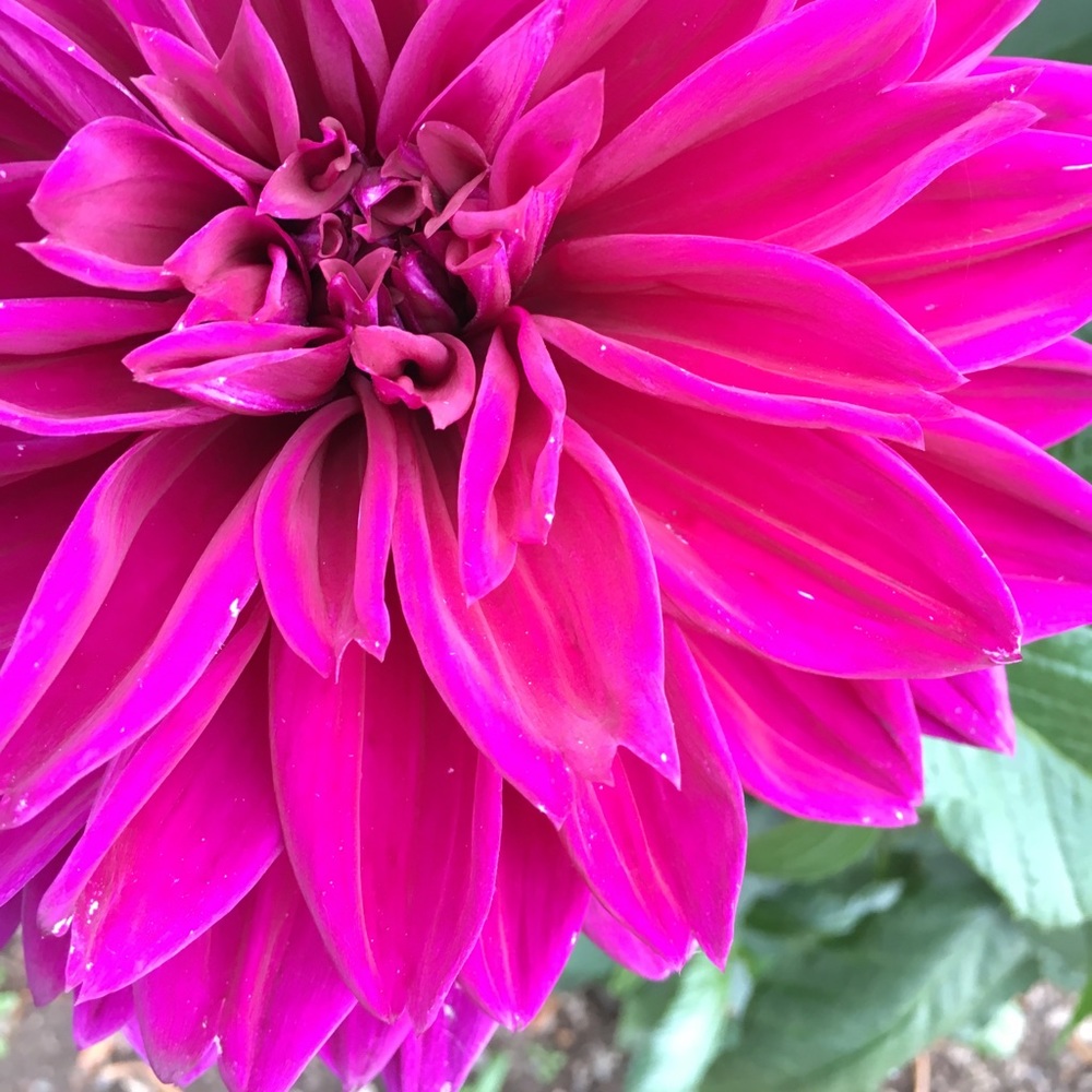 Meet your Posher, Ella